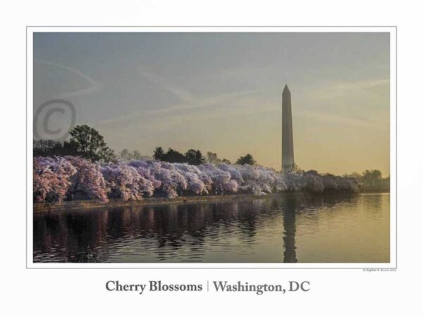 @cherryblossoms