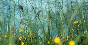 Chesapeake Birds