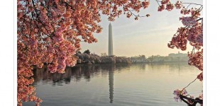 National Cherry Blossom Books Signings