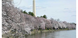 DC PhOTO BOOK:  Cherry Blossoms Bloom!